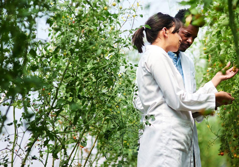 We learn something new from each other everyday. Shot of two young botanists working and studying plants together outdoors in nature. Shot of two young botanists working and studying plants together outdoors in nature.